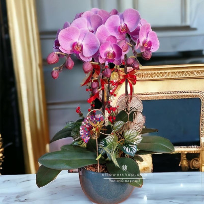 Office Orchid - Grace