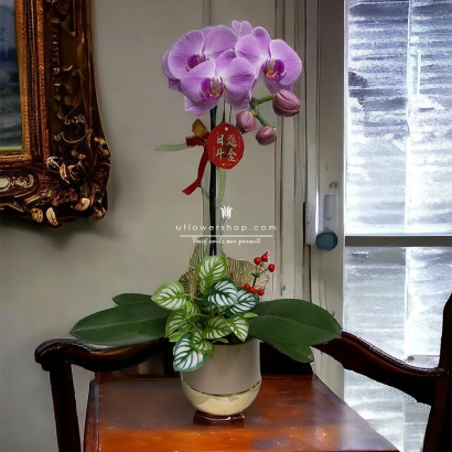 Orchid Elegance in Solitude