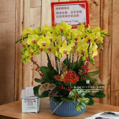 Grand Opening Orchids - Wealth in Bloom