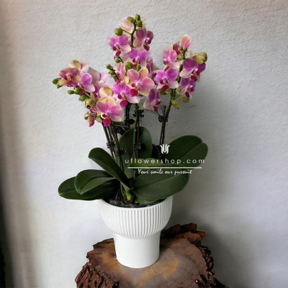 高雅粉紫蘭花盆栽