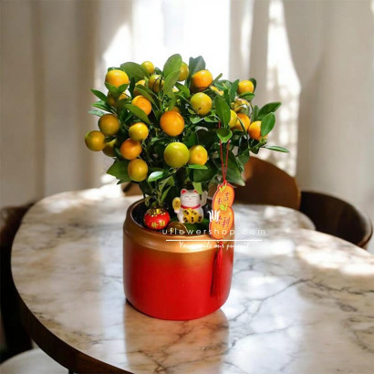 Lunar New Year Calamondin...