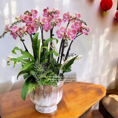 Fortune Blossom Orchid Pot...
