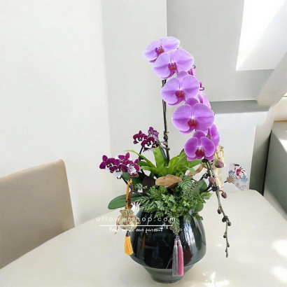 New Year Orchid Pot - Fortune