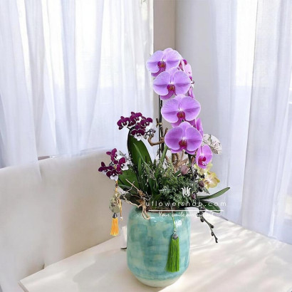 Lunar New Year Orchid -...