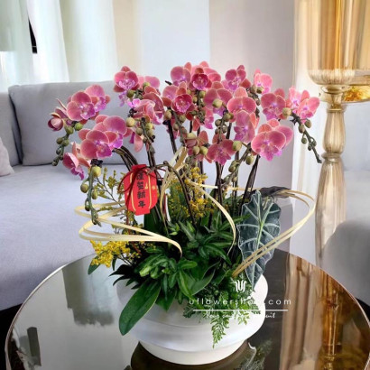 New Year Orchid Pot -...
