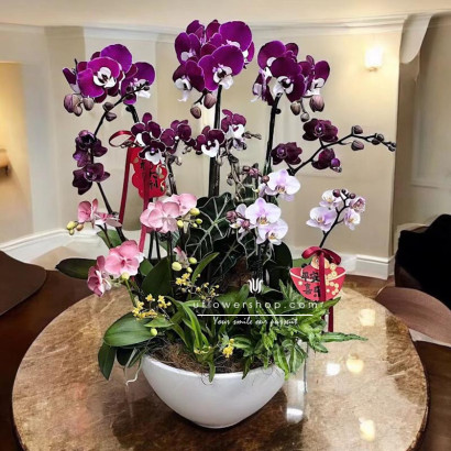 Orchid Pot - Spring Harmony