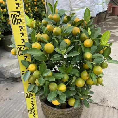 8-Inch Calamondin for...