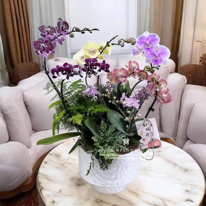 Spring Orchid Pot -...