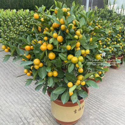 10-Inch Prosperity Calamondin