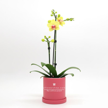 Phalaenopsis Asahi (Plastic...