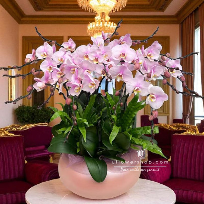 Grand Opening Orchid ｜ Pink...