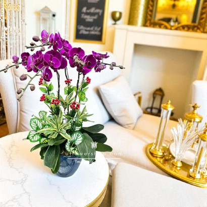 Big Chili Orchid | Five...