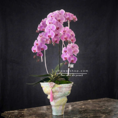 Statement Orchid Pink Champion