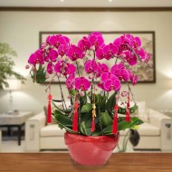 蘭花盆栽