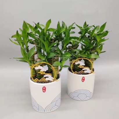 Lucky Bamboo - Clients come