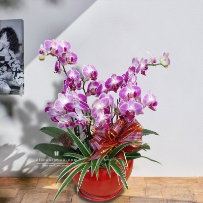 Orchid Potted Plants - Good...