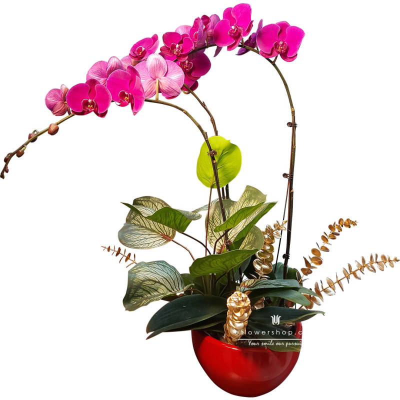 Phalaenopsis Pot - Happiness