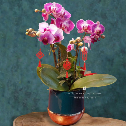 Lunar New Year Orchid -...