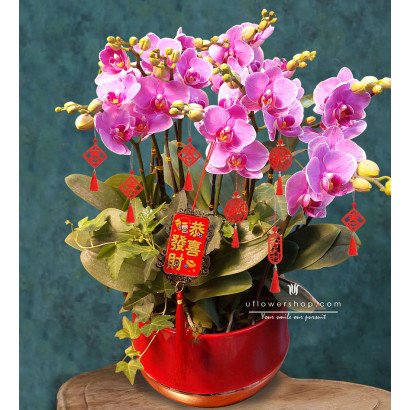 Lunar New Year Orchid - Big...