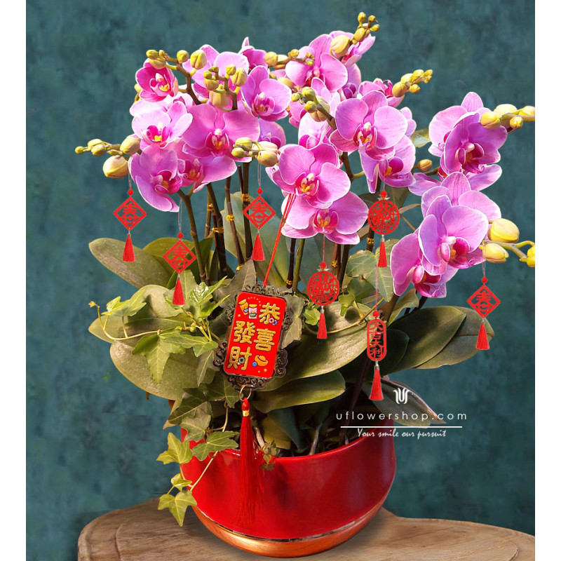 Lunar New Year Orchid - Big...