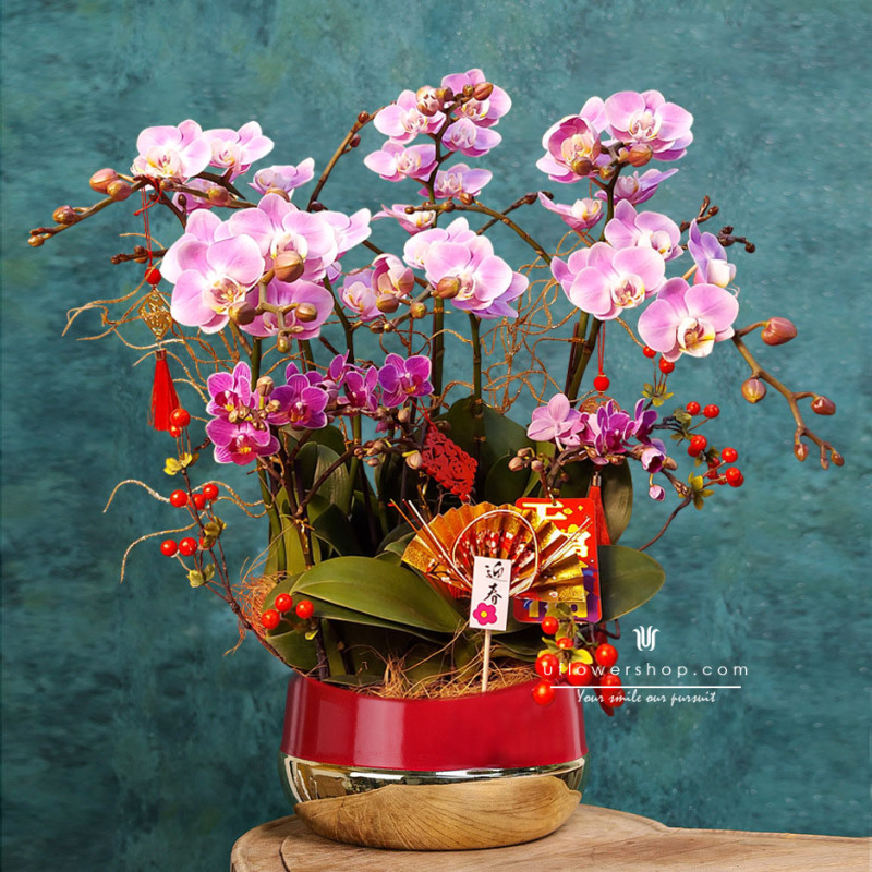 Lunar New Year Orchid - New...