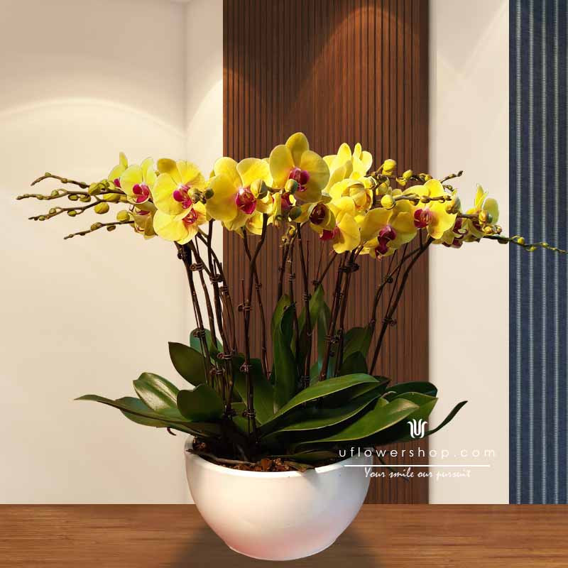 Orchid- Enjoy your day - ORF0615E