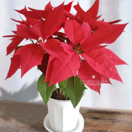 Christmas Flower - Poinsettia