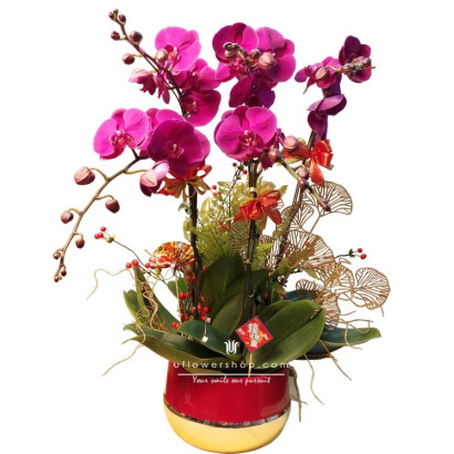 Orchid potted plants flourish
