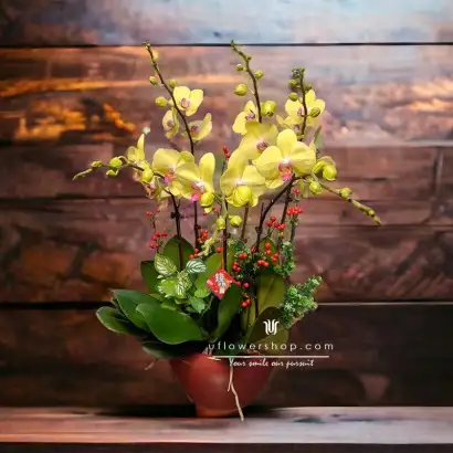 Yellow Butterfly Orchid -...
