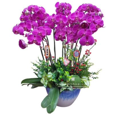 Orchid Pot Plant - Splendid...