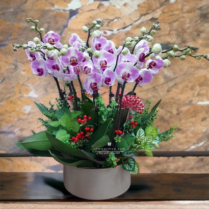 Phalaenopsis orchids -...