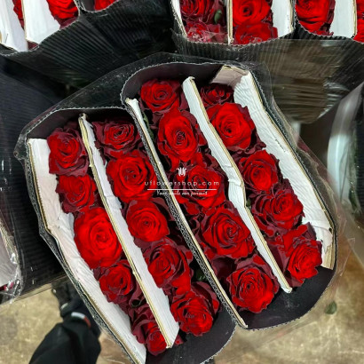 玫瑰花批發-傳奇玫瑰 紅色