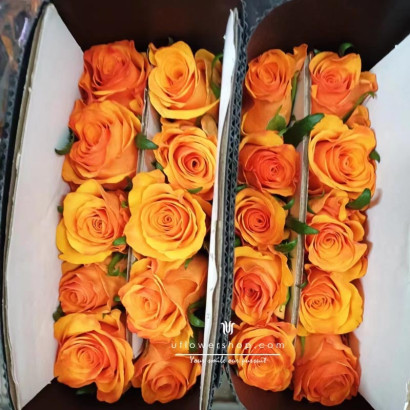 The King’s Day Roses