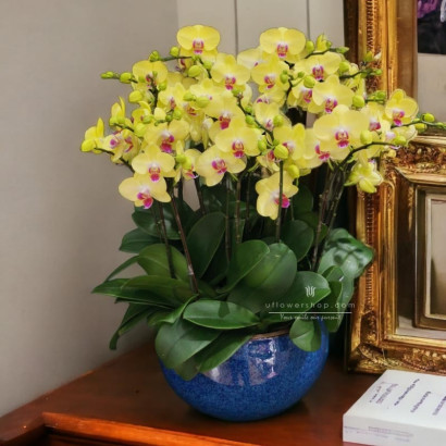 Orchid pot plant - Golden...