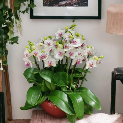 Orchid pot plant - Love at...