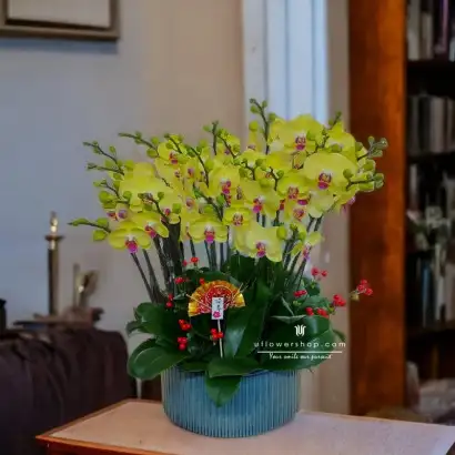Orchid Potted Plant -...