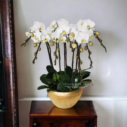 White Orchid Pot - Prosperity and Wealth