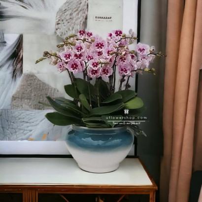 Orchid Pot Plant -...