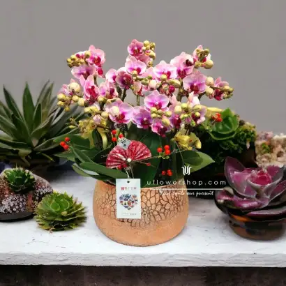 New Year Orchid Potted...