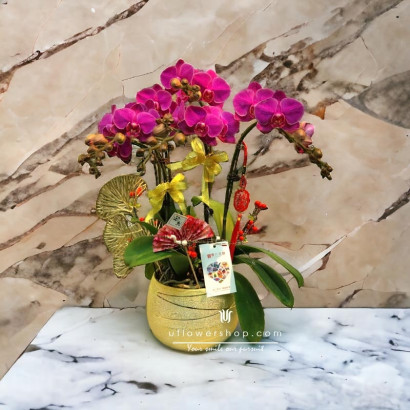 New Year Orchid Potted...
