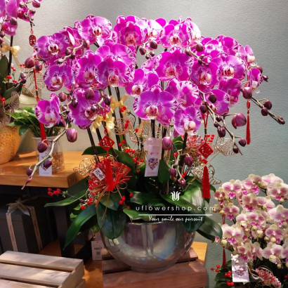 New Year Orchid Pot - Grand...