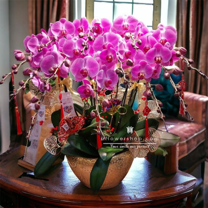 New Year Orchid Pot -...