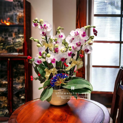 New Year Orchid Pot - Pure...