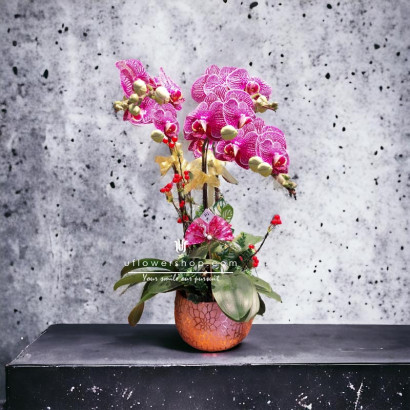 Lunar New Year Orchid  -...