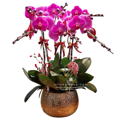 Orchid Pot - Prosperous Spring