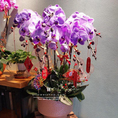 Orchid Pot - Purple Aura