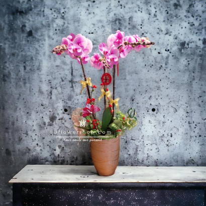 Orchid Potted Plant -...