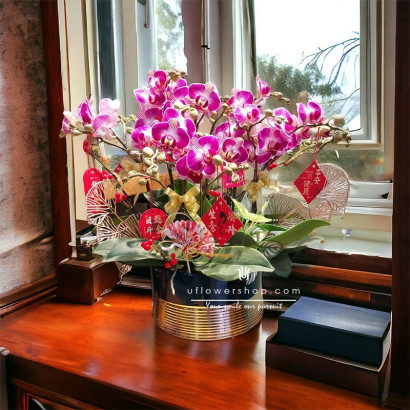Orchid Pot Plant - Wealth and Fortune
