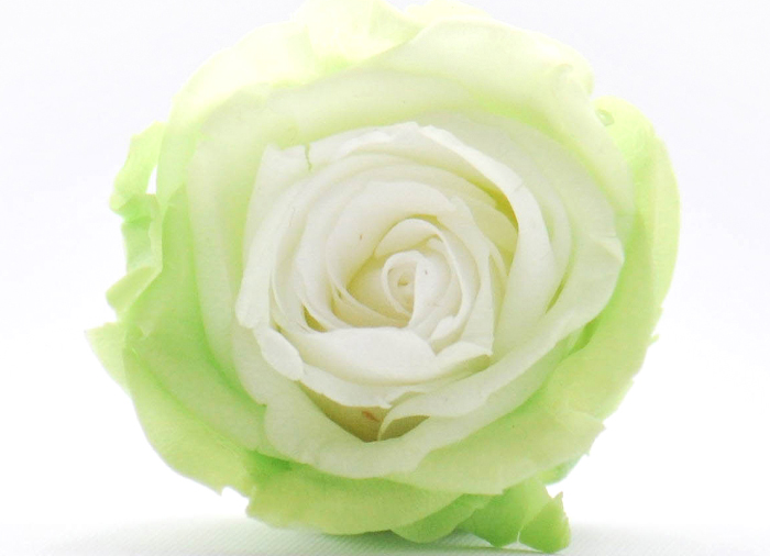 green rose