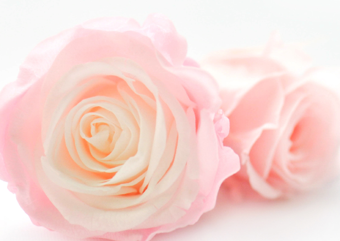 淺粉色玫瑰